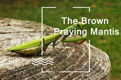 The Brown Praying Mantis Lifecycle Habitat Behavior And Benefits
