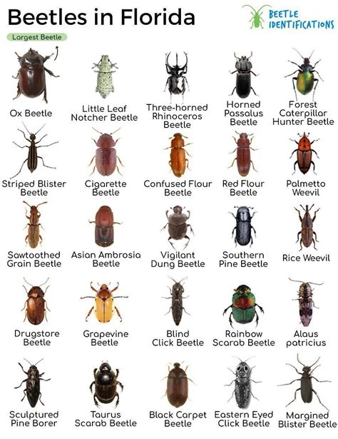 Types Of Beetles In Florida With Pictures
