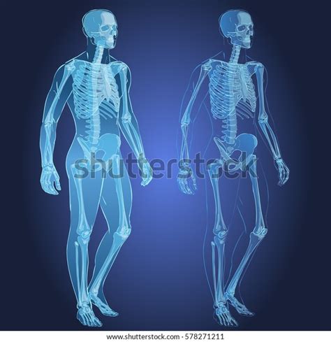 Human Body Parts Skeletal Man Anatomy Stock Illustration 578271211