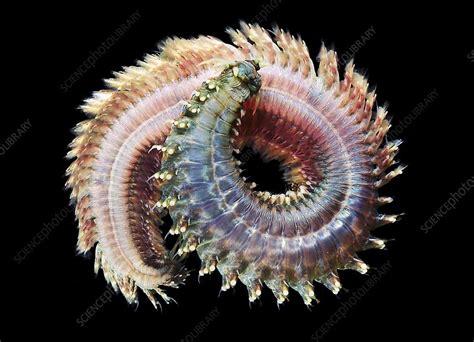 Sandworm - Stock Image - C004/3724 - Science Photo Library