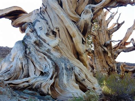 The Great Basin Bristlecone Pines The Oldest Tree On