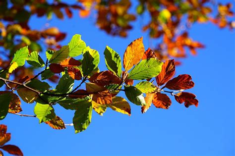 Free Image On Pixabay Fall Foliage Leaves Autumn Fall Foliage
