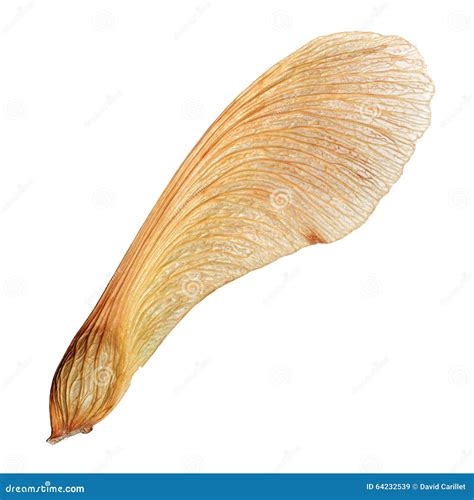 Isolated Maple Seed Closeup Macro With High Detail Stock Image Image