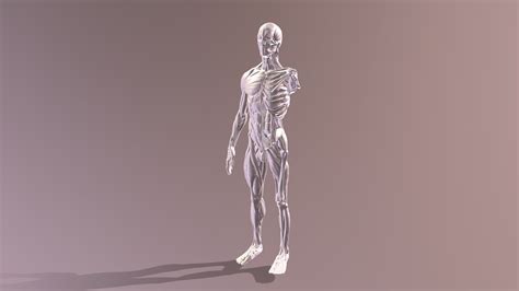 anatomical model download free 3d model by thunk3d scanner diana123456 [bb530aa] sketchfab