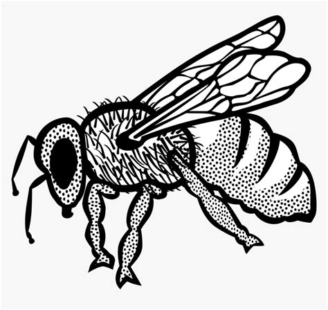 Bee Honey Bee Drawing With Colour Hd Png Download Kindpng