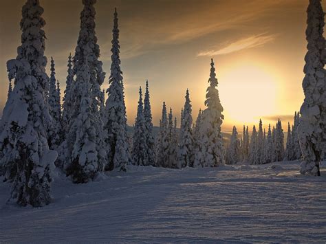 Gambar Pemandangan Pohon Gunung Salju Musim Dingin Langit