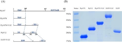 Schematic Representation A And Sds Polyacrylamide Gel Electrophoresis
