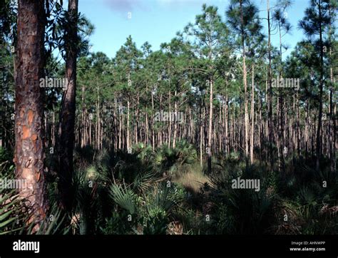 Pine Trees Along The Pineland Trail In The Everglades National Park