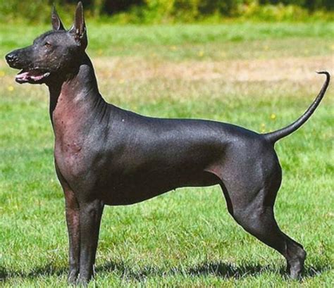 Xoloitzcuintli Mexican Hairless Dog History Temperament Care