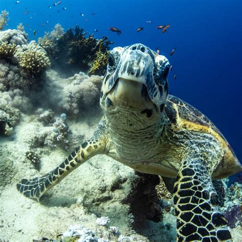 Hawksbill Turtle Portrait Available As A Fine Art