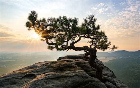 Tree On Rock Wallpapers High Quality Download Free