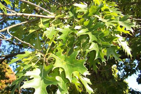 How To Identify Oak Tree Species Pelajaran