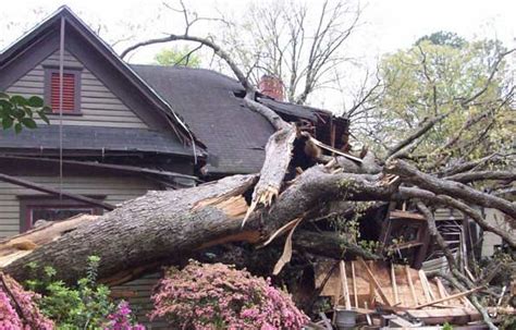 Who Is Responsible When A Tree Falls On Your Property