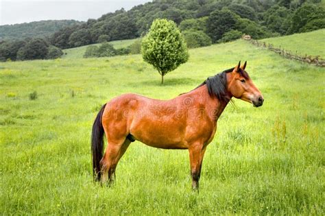 A Brown Horse Stands On A Green Field Against A Background Of Green