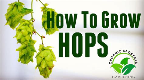 How To Grow Hops In Containers At Home For Beer Brewing Backyard