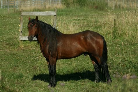Isabel is a five year old paint national show horse tingo english western o. Mustangs Sale: Kiger Mustang Stallions