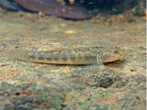 One Fish Two Fish New Goby Species Described From The Philippines