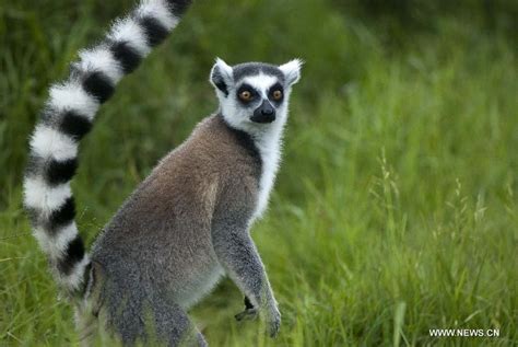 The lemur, representative of madagascar animal. MADAGASCAR-LEMUR | Lemurs of Madagascar | Lemur ...