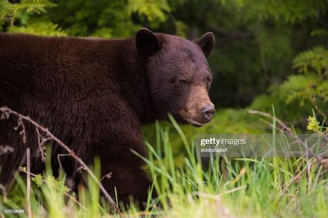 Close Up Of A Wild Black Bear High Res Stock Photo Getty Images