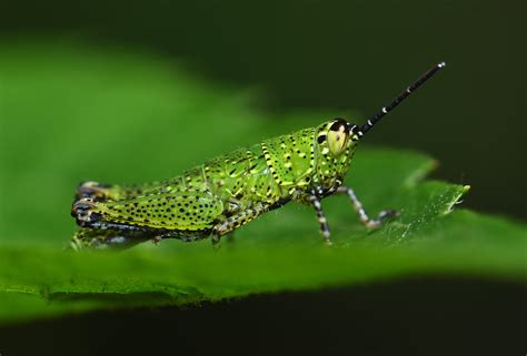 Grasshoppers Locusts And Crickets Flickr