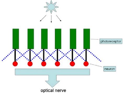 Lateral Inhibition Network Only The Inhibition From The Direct
