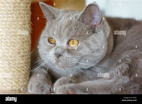 Lilac British Shorthair Kitten Cat Stock Photo Alamy