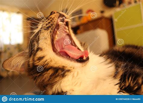 Yawning Cat With Its Mouth Fully Opened Stock Photo Image Of Kitten