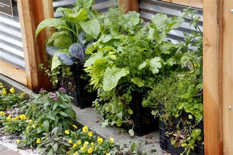 Step By Step Guide To Successful Edible Container Gardening Diy Container Gardening Diy
