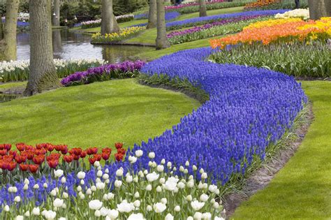 Guide To Seeing The Tulips Near Amsterdam