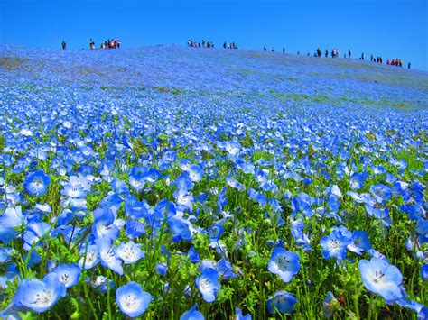 Free Stock Photo Of Baby Blue Blue Meadow Flower Hill