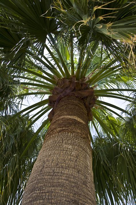 Point Of View And Perspective In Photography Palm Trees