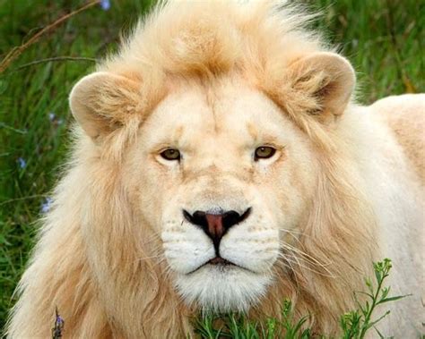 Rare White Lion In South Africa Lion Pictures African Lion Animals