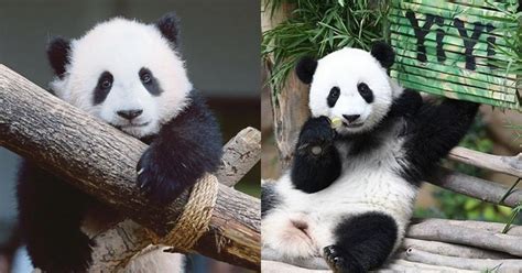 Malaysias National Zoo Welcomes Third Panda Cub And Its Adorable