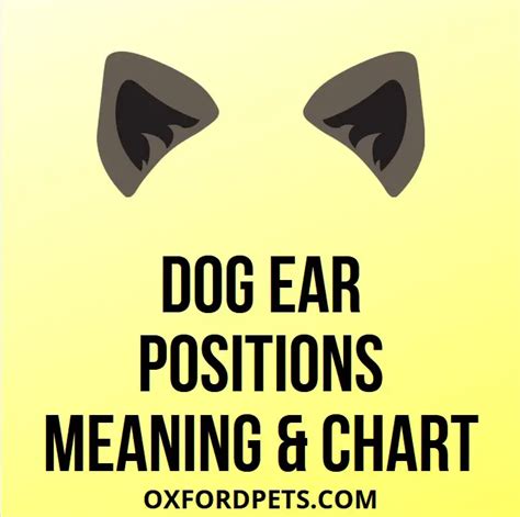 15 Dog Ear Positions Meaning Chart With Pictures Oxford Pets