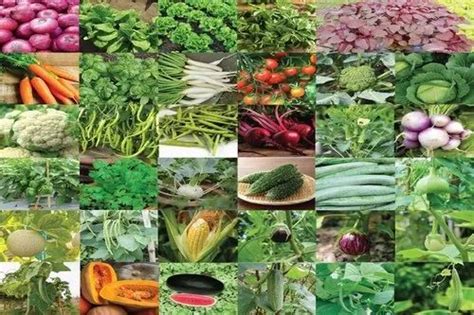 Fresh Vegetables Wholesale Price And Mandi Rate For Fresh Vegetables