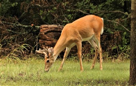 Whitetail Buck Eating Grass Free Stock Photo Public Domain Pictures