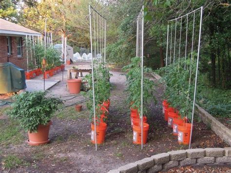 Keep in mind not to crowd the buckets. How To Grow Tomatoes In 5 Gallon Buckets | Cromalinsupport