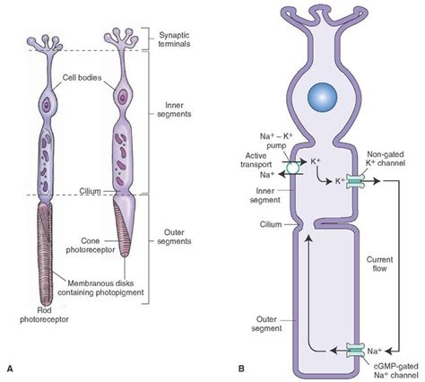 Visual System Sensory System Part Sensory System Visual System