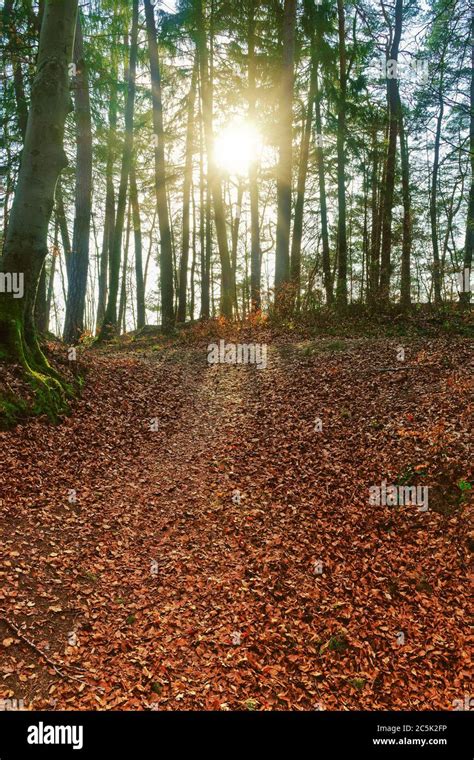 Late Afternoon Sun Shining Through Trees In A Forest Stock Photo Alamy