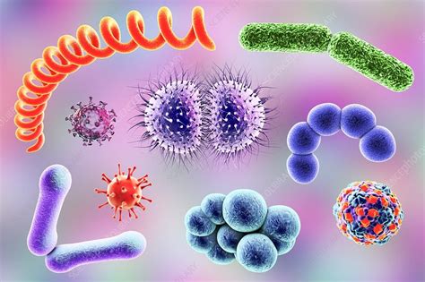 Microbes Illustration Stock Image F0134405 Science Photo Library