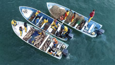 Video Denuncian La Pesca Masiva E Ilegal En México De Totoabas Una