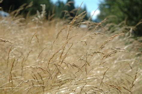 Free Dry Grass Stock Photo