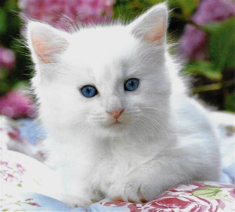 Cute Little Fluffy White Kitten Aww Fluffy Animals White Kittens