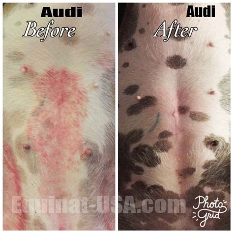 Red Rash Dogs Belly Allergyrashremedy Dog Itching Remedies Dog Skin