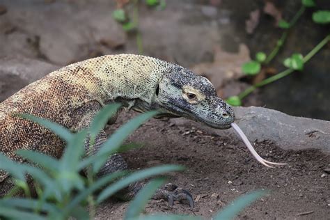 Paignton Zoo Environmental Park All You Need To Know