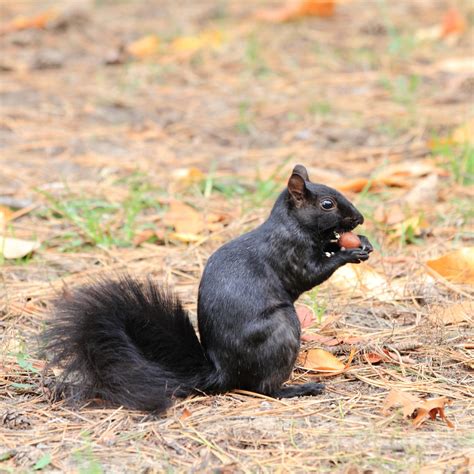 Cute And Cool Facts About The Relatively Rare Black Squirrels Animal Sake