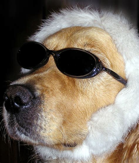 Dog Glasses Pet Funny Dog With Sun Glasses And Puffy Hat Café