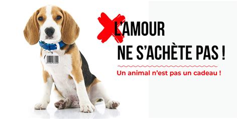 Proposition De Loi Contre La Maltraitance Animale Fondation Brigitte