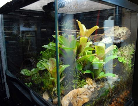 How To Build A Salamander Vivarium Or Terrarium Pethelpful