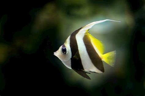 ᐉ Exotic Freshwater Fish Types Of Most Exotic Freshwater Aquarium Fish